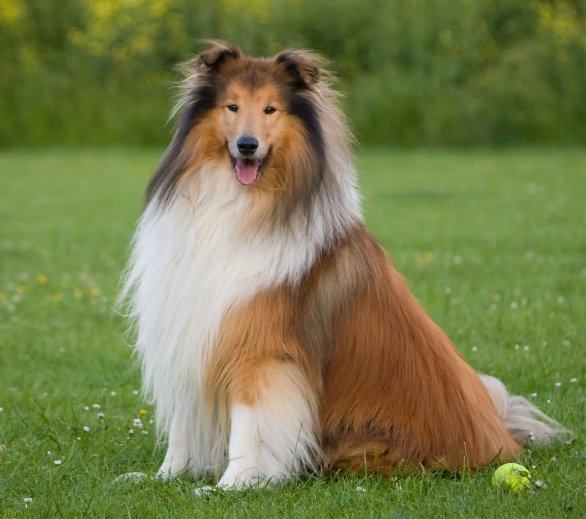 Колли